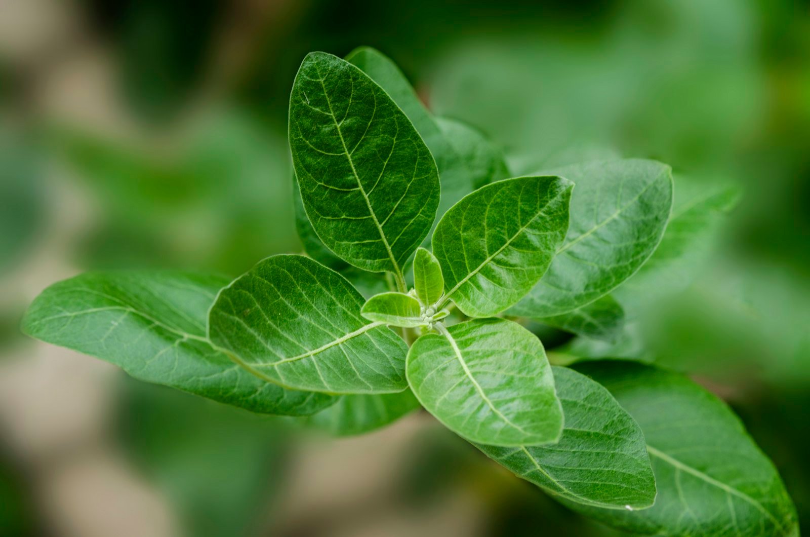 Ashwagandha root and leaves, an adaptogenic herb used for stress and sleep support